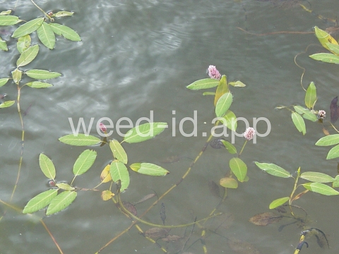 smartweed, water